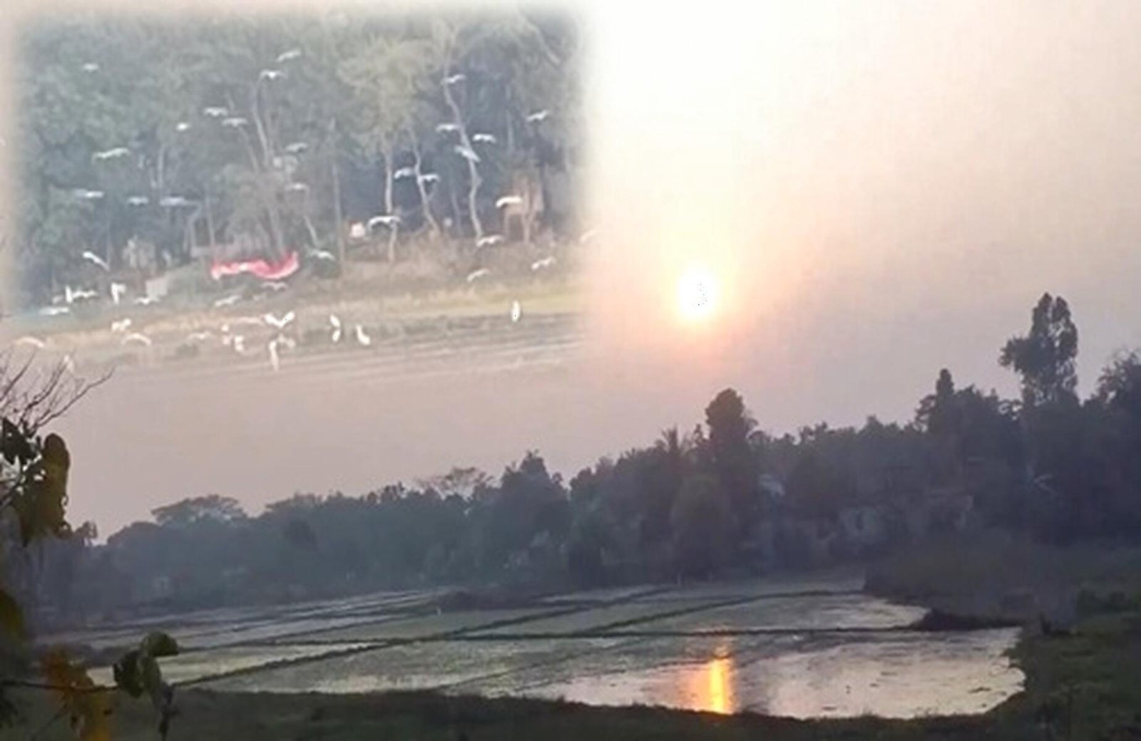 আকাশে ডানা মেলা বকঝাঁক, যেন ভালোবাসার মেঠো কবিতা

ছায়া পথিক

উন্মুক্ত নীল আকাশের ক্যানভাসে ডানা মেলে ভেসে চলা একঝাঁক শুভ্র বকের ডানায় ভর করে নেমে আসে প্রকৃতির সবচেয়ে স্নিগ্ধ মুহূর্তগুলো। শত ব্যস্ততার মাঝেও ডানা ঝাপটানোর শব্দ আর তাদের স্বাধীন উড়াল যেন দূর দিগন্ত থেকে এক অদৃশ্য প্রেমের বার্তা বয়ে আনে। মুক্ত বাতাসে সুসংবদ্ধ হয়ে উড়তে থাকা বকের দল ভালোবাসার নিবিড় বন্ধন আর একতাবদ্ধ হয়ে বেঁচে থাকার সহজ শিক্ষাটি আমাদের দিয়ে যায়।

উড়ন্ত বকের দল যখন ধীর পায়ে কাদামাটি ও জলমগ্ন মাঠে নেমে আসে, তখন পুরো নিসর্গ এক অন্যরকম নীরব সৌন্দর্যে রূপ নেয়। ধানক্ষেতের ভেজা মাটিতে শুভ্র পালকের আলো ছড়িয়ে বকদের এই পদচারণা যেন ভালোবাসার এক চিরন্তন কাব্যের সৃষ্টি করে। প্রকৃতি এখানে কোনো আয়োজন ছাড়াই সাজিয়ে তোলে নিজের সমস্ত মুগ্ধতা।

সন্ধ্যার আলো যখন ধীরে ধীরে ম্লান হয়ে আসে, তখন নিড়ে ফেরার আকুলতায় শুভ্র বকের এই ডানা মেলা শুধুই রূপকথা নয়—এ যেন ভালোবাসার মানুষকে কাছে টানার এক নিখাদ অনুভব। বাংলার প্রান্তরে ছড়িয়ে থাকা এই দৃশ্যগুলো তাই হৃদয়ে এক অদ্ভুত প্রশান্তি জোগায়, মনে করিয়ে দেয় সাধারণ প্রকৃতির মাঝেই লুকিয়ে থাকে সবচেয়ে গভীর রোমান্স।
